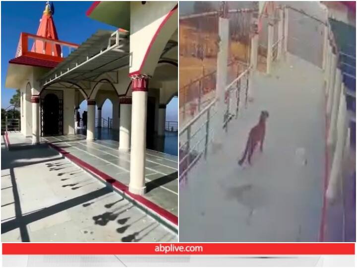 Viral Video: उत्तराखंड में दिन दहाड़े मंदिर में घूमते नजर आया तेंदुआ, इलाके में फैली सनसनी leopard was seen roaming in broad daylight in premises of Naithana Mata Temple in Almora Viral Video: उत्तराखंड में दिन दहाड़े मंदिर में घूमते नजर आया तेंदुआ, इलाके में फैली सनसनी