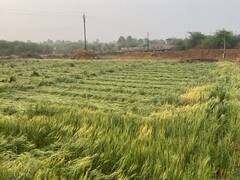 PHOTO : वादळी वाऱ्यासह अवकाळी पाऊस, धुळ्यात कापणीला आलेले पीक आडवे