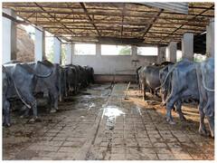 भारत में क्यों बढ़ते जा रहे हैं दूध के दाम, क्या सरकार के पास है 'चारा'?