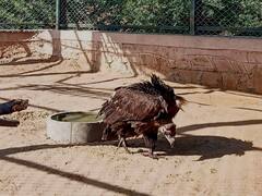 'देश में क्यों घट रही गिद्धों की संख्या, क्या कदम उठा रही सरकार', केंद्र ने कोर्ट को बताई हर बात