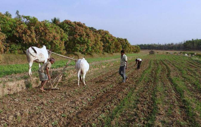 Budget 2023: : May Presents Governments Future plan Regarding Organic Farming Budget 2023: ઓર્ગેનિક ખેતીને લઈને શું છે સરકારની યોજના? બજેટમાં જગતના તાત પર વરસી શકે છે 'નિર્મળ' કૃપા