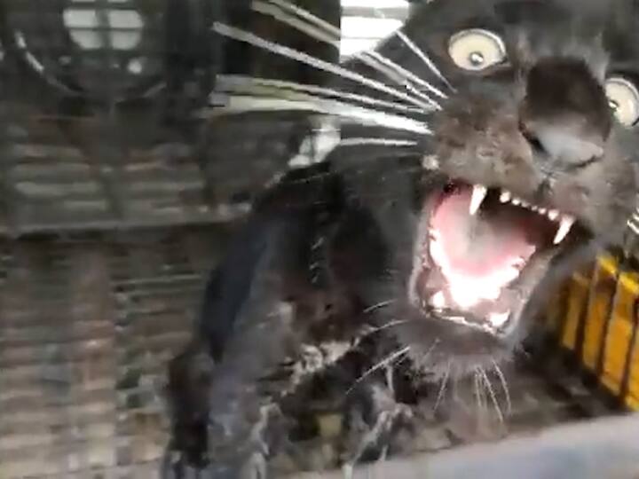 मात्र, गोवेरीसारख्या कमी जंगलाच्या ठिकाणी मिळालेल्या ब्लॅक पँथरमुळे जिल्ह्यात अशा दुर्मीळ वन्य प्राण्यांसाठी सुरक्षित आणि पोषक वातावरण असून जिल्ह्यातील जैवविविधता वैभवशाली असल्याचे समोर झाले आहे.