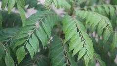 কারিপাতার উপকারিতাগুলো কী কী?