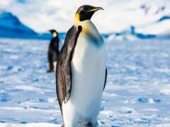 शुतुरमुर्ग के अलावा पक्षियों की वो प्रजातियां जो उड़ नहीं सकती... लिस्ट देखें!