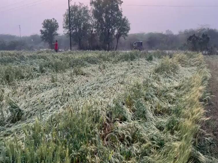 Agriculture News Unseasonal rains and climate change cause damage to rabi crops in Dhule Nandurbar farmers worried Agriculture News : अवकाळी पाऊस आणि बदलत्या वातावरणामुळे धुळे, नंदुरबारमधील रब्बी पिकांचं नुकसान; कापणीला आलेले पीक आडवे