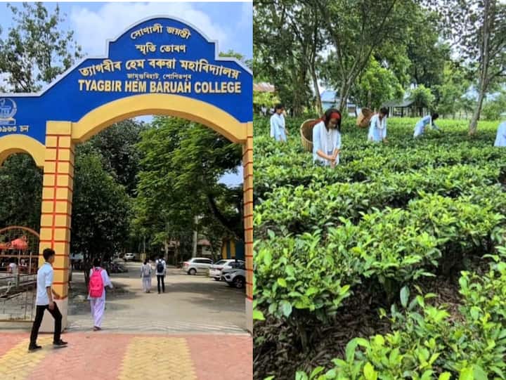 Assam College Runs Tea Garden To Help Needy Students Earn By Plucking Leaves Assam College Runs Tea Garden To Help Needy Students Earn By Plucking Leaves