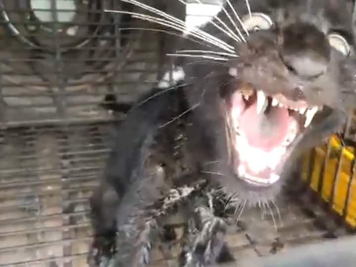 Black Panther In Konkan : सह्याद्री पर्वतरांगांमध्ये आठ पट्टेरी वाघांबरोबर चार ब्लॅक पँथर या दुर्मीळ प्रजाती आतापर्यंत दिसल्याने प्राणीसंपदेच्या समृद्धतेने सह्याद्री संपन्न झाला आहे.