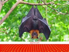 पंख होते हैं, उड़ते भी हैं, फिर भी पक्षी नहीं होते चमगादड़... पढ़िए इनसे जुड़े कुछ और हैरान कर देने वाले फैक्ट