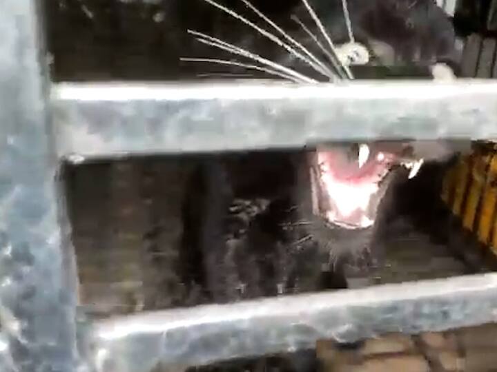 सिंधुदुर्गात आतापर्यंत कुडाळ जवळील गोवेरी, भैरवगड परिसर, आंबोली आणि तिलारीच्या जंगलात यापूर्वी ब्लॅक पॅंथरच्या अस्तित्वाचे पुरावे सापडले आहेत.