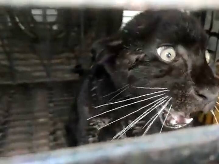 पट्टेरी वाघांबरोबरच दुर्मीळ ब्लॅक पँथरचा अधिवास असल्याने जैवविविधतेत भर पडली आहे. हा ब्लॅक पॅंथर ताडोबा राष्ट्रीय उद्यान, सिंधुदुर्गात तिलारी, आंबोली यासारख्या घनदाट जंगलात सापडतो.