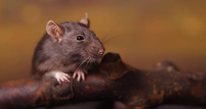 कनाडा में चूहा पालना बहुत ही मुश्किल है, क्योंकि यहां चूहा पालने के लिए सरकार से परमिशन लेनी पड़ती है. कनाडा में जिंदा चूहे को बेचना या मारना भी  गैरकानूनी माना जाता है.