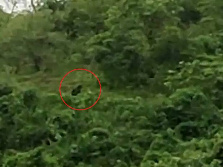 पश्चिम घाटात पट्टेरी वाघांचे अस्तित्वही आढळले आहे. सिंधुदुर्गातील आंबोली जवळील हिरण्यकेशी येथे यापूर्वी पट्टेरी वाघ कॅमेऱ्यात कैद झाला आहे.