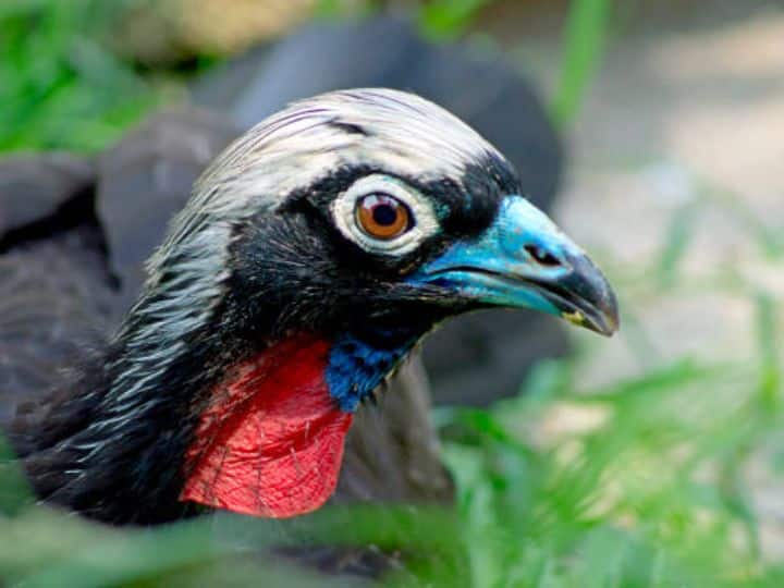 worlds most expensive coffee is made from the potty of Jacu Bird World's Most Expensive Coffee: इस चिड़िया की पॉटी से बनती है दुनिया की सबसे महंगी कॉफी, कीमत इतनी की iPhone14 खरीद लेंगे