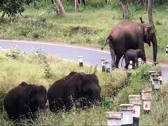 Video Of Mother Elephant Guiding Her Baby How To Cross A Road Goes Viral: WATCH