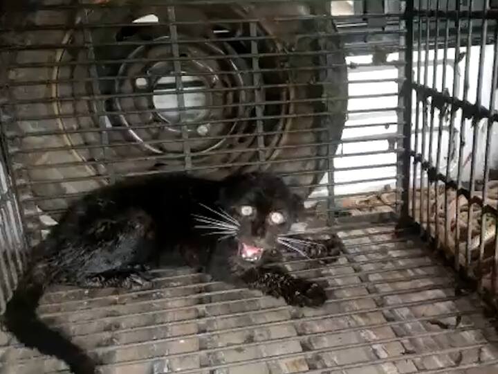 पर्यटन वाढीसाठी याचा उपयोग होत असल्याचं अनेक ठिकाणी दिसून आले आहे. काळा बिबट्या हा सदाहरित जंगलात आढळतो. कोकणातील जंगल काळ्या बिबट्याला अर्थात ब्लॅक पँथरला उपयुक्त असल्याने याचा अधिवास कोकणातील जंगलात आढळतो.