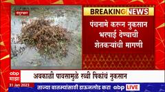 Nandurbar Unseasonal Rains : अवकाळी पावसामुळे रब्बी पिकांचं नुकसान, बळीराजासमोर नवं संकट