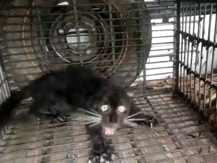 रत्नागिरी आणि सिंधुदुर्ग जिल्ह्यामध्ये काळा बिबटचा आढळ असल्याचं स्पष्ट झालं आहे. ब्लॅक पॅंथर किंवा काळा बिबट्या कोणतीही वेगळ्या प्रकारची प्रजाती नसून ती नेहमी आपल्याला आढळणाऱ्या एक बिबट्याची प्रजाती आहे. त्यामध्ये उपयोगी परिवर्तन होऊन तो काळ्या बिबट्या होतो.