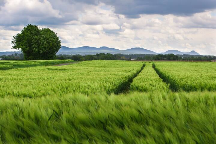 பொருளாதார ஆய்வறிக்கையானது இந்திய தலைமை பொருளாதார ஆலோசகரின் தலைமையின் கீழ் தயாரிக்கப்படும்.