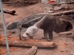 क्या आपने देखा कभी 2 सिर वाला चींटीखोर? इसे खाना खाते देखकर होगी हैरानी, लाखों बार देखा गया वीडियो