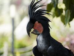 ये है दुनिया का सबसे महंगा 'तोता', कई लाख है इसकी कीमत