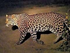 गुजरात में तेंदुए ने 3 साल की बच्ची को मार डाला, खेत में काम करते परिवार के बीच से लेकर भागा