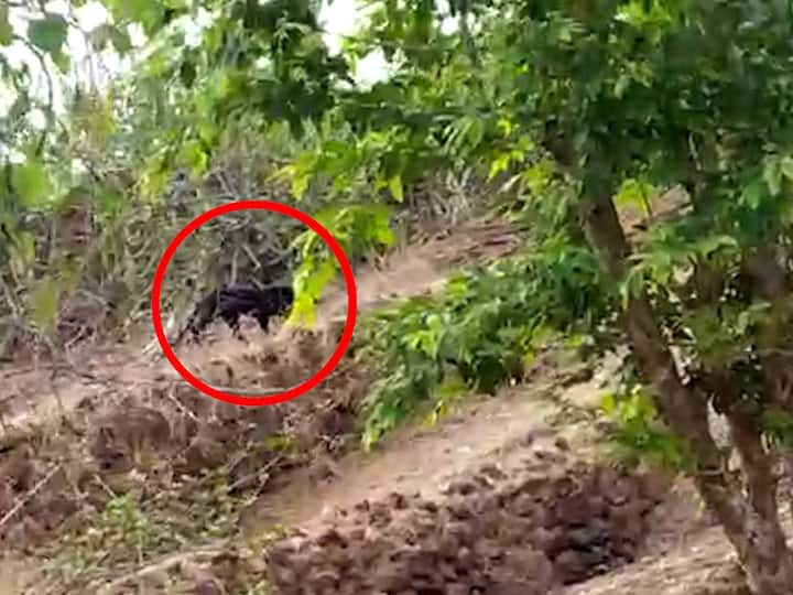 सिंधुदुर्ग जिल्ह्यातील सह्याद्रीच्या पट्ट्यात वाघासोबत ब्लॅक पॅंथरच अस्तित्व या अगोदर अधोरेखित झाला आहे. त्यामुळे जिल्ह्यातील जैवविविधतेत भर पडून ब्लॅक पॅंथरच आणि वाघाचं संवर्धन होत असतानाच त्यांची संख्या वाढते ही एक महत्त्वाची पर्यावरणातील बाब आहे.