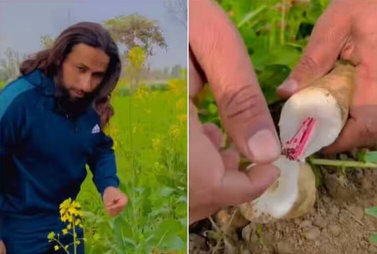 man is seen withdrawing money from various types of crops grown in field in pakistan Viral Video: ਭੁੱਖਮਰੀ ਨਾਲ ਜੂਝ ਰਹੇ ਪਾਕਿਸਤਾਨ 'ਚ ਸ਼ੁਰੂ ਹੋਈ ਪੈਸਿਆਂ ਦੀ ਖੇਤੀ, ਵੀਡੀਓ ਦੇਖ ਕੇ ਉੱਡ ਜਾਣਗੇ ਹੋਸ਼