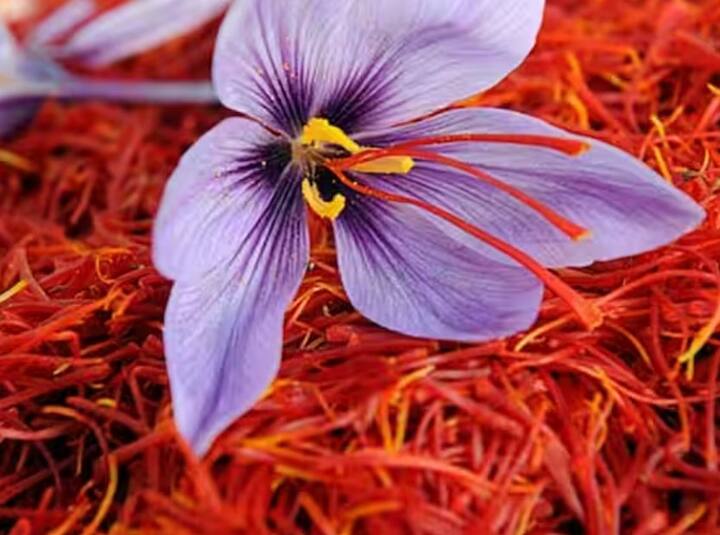 જો લગ્નમાં વિલંબ થતો હોય અથવા તમારી પસંદગીના લગ્ન થવામાં સમસ્યા હોય તો જયા એકાદશીના દિવસે દૂધમાં કેસર ભેળવીને દક્ષિણાવર્તી શંખથી લક્ષ્મીનારાયણનો અભિષેક કરો. આનાથી જલ્દી ઘરમાં શરણાઈ ગુંજશે