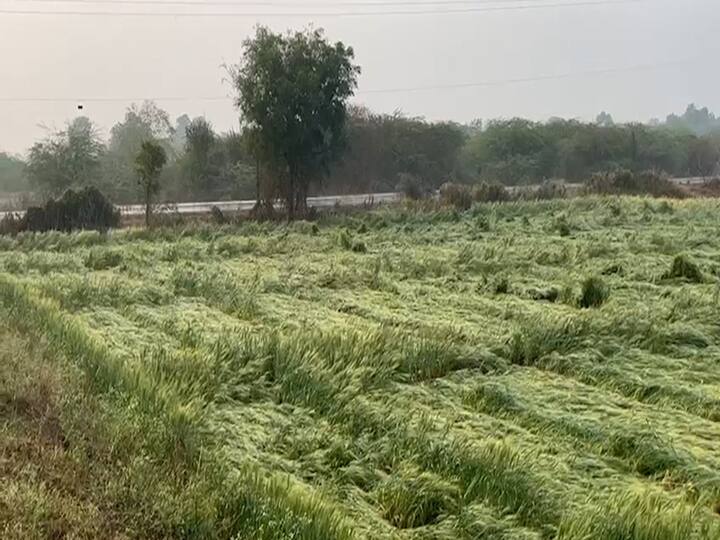 धुळे तालुक्यातील मोराणे नेर परिसरात मंगळवारी सायंकाळी उशिरा वादळी वाऱ्यासह अवकाळी पावसाने हजेरी लावली. दहा ते पंधरा मिनिटे झालेल्या या अवकाळी पावसामुळे रब्बी हंगामाच्या पिकांचे नुकसान झालं आहे.