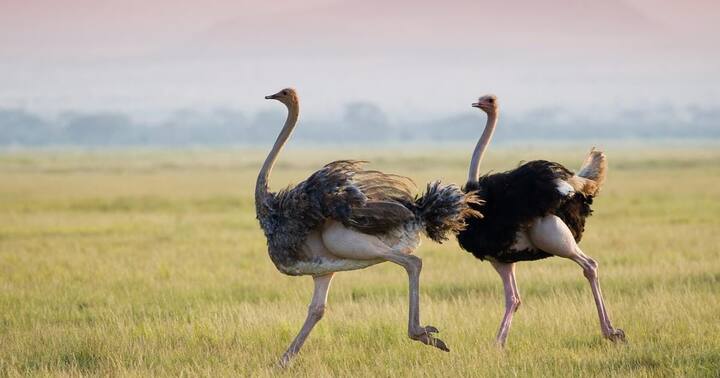 शुतुरमुर्ग दुनिया के सबसे बड़े पक्षियों में से एक है. यह जमीन पर 70 किलोमीटर प्रतिघंटा की रफ्तार से दौड़ सकता है. ये ज्यादातर अफ्रीका और उसके आसपास के इलाकों में पाए जाते हैं. पंख होने के बाद भी शुतुरमुर्ग उड़ नहीं सकते हैं.