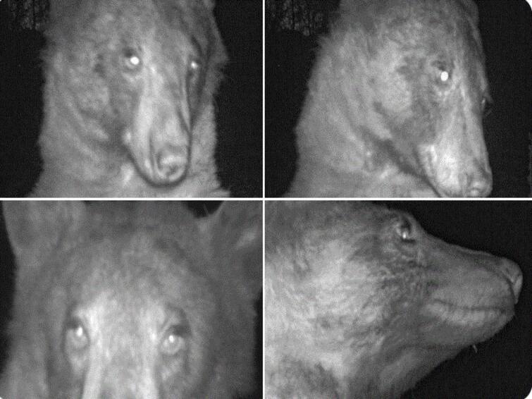 Bear Discovers Hidden Wildlife Camera Takes 400 Selfies Netizens Find Them Adorable Bear 'Discovers' Hidden Wildlife Camera, 'Takes' 400 Selfies. Netizens Find Them Adorable