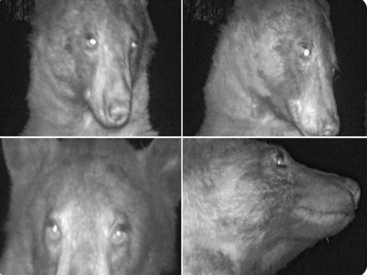 Bear 'Discovers' Hidden Wildlife Camera, 'Takes' 400 Selfies. Netizens Find Them Adorable