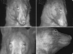 Bear 'Discovers' Hidden Wildlife Camera, 'Takes' 400 Selfies. Netizens Find Them Adorable