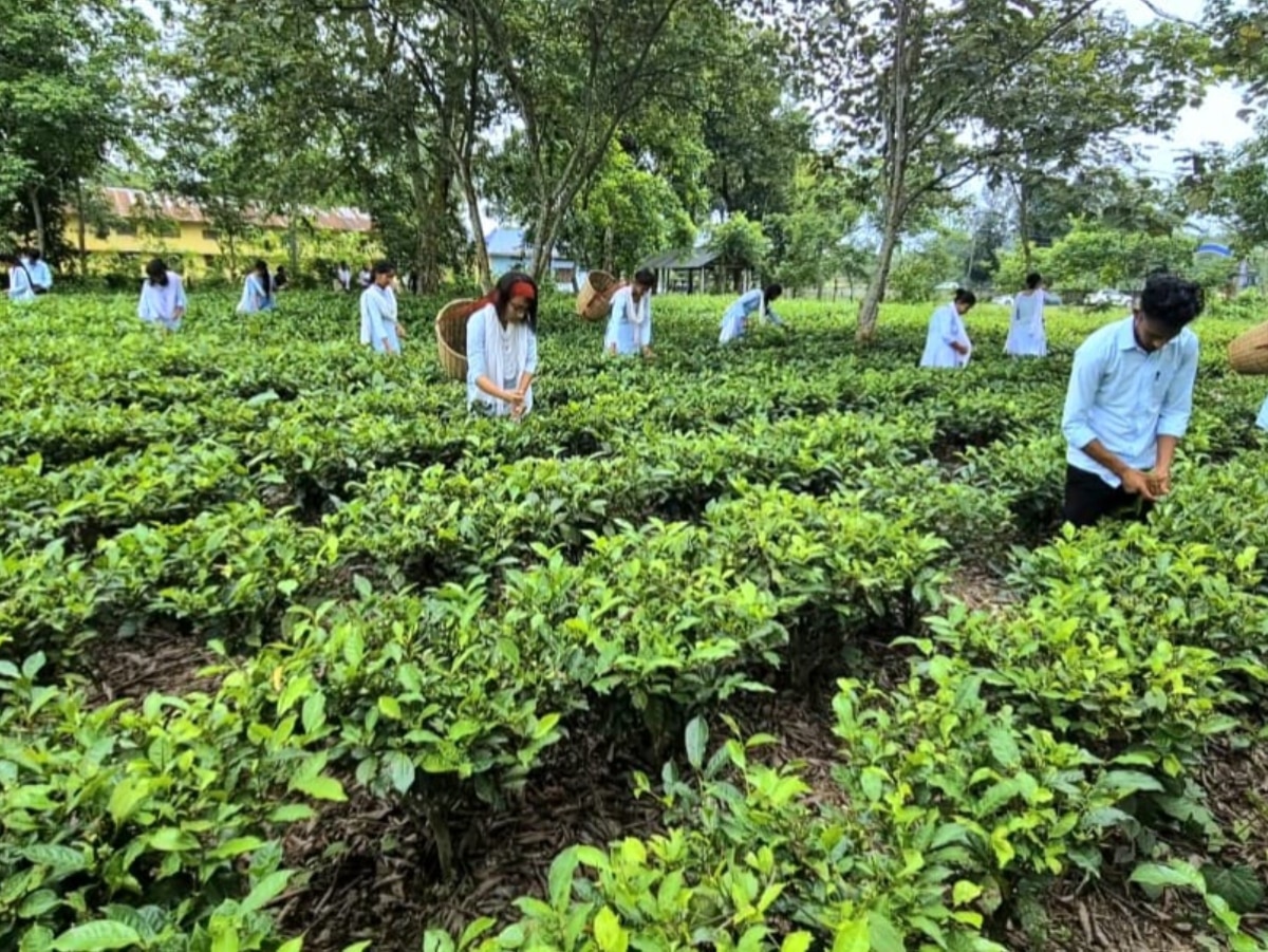 Assam College Runs Tea Garden To Help Needy Students Earn By Plucking Leaves