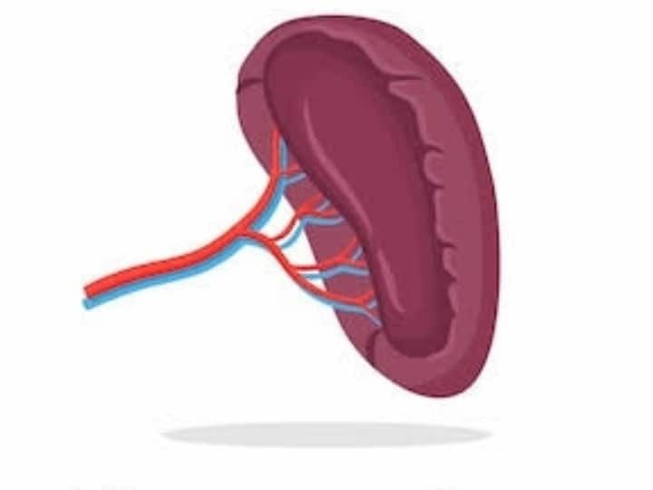 Health Tips To Keep Spleen Healthy To Prevent Infection And Other