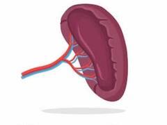 शरीर के 'सुरक्षा कवच' का रखें ख्याल, जिंदगी भर नहीं होंगे बीमार