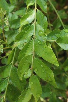 Health Tips: চুলের সমস্যায় জেরবার? কারিপাতায় রয়েছে সমাধান