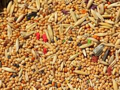 आज के बाद से आपको काफी सुनने को मिलेगा 'श्री अन्न', जान लीजिए ये क्या है?