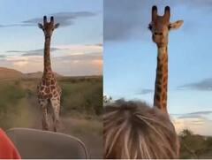 Viral Video: ਗੁੱਸੇ 'ਚ ਆਏ ਜਿਰਾਫ ਨੇ ਟੂਰਿਸਟ ਦਾ ਕੀਤਾ ਪਿੱਛਾ, ਭੱਜਿਆ ਸਫਾਰੀ ਦੇ ਪਿੱਛੇ, ਦੇਖ ਕੇ ਰੋਣ ਲੱਗੇ ਲੋਕ!