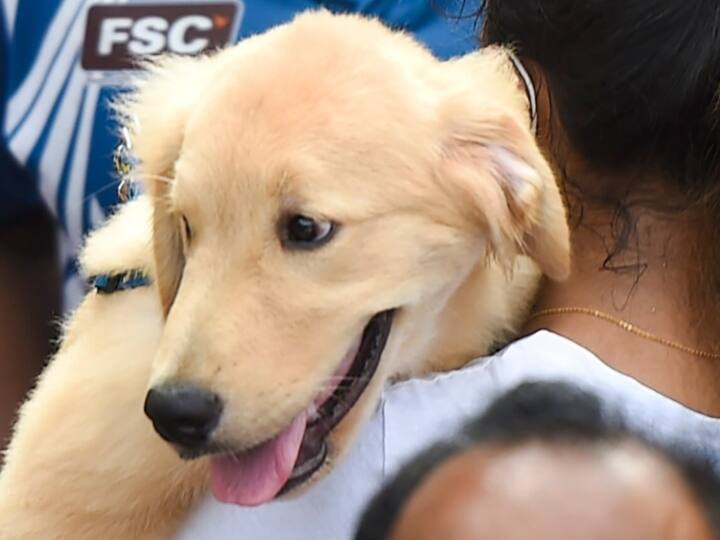 Viral News Lost US Dog Rings Doorbell To Its Former Shelter As It Finds