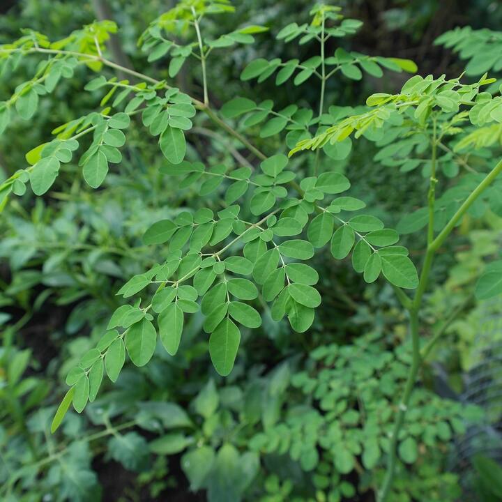 உடல் வெப்பதால் ஏற்படும் வாய் புண்கள் போன்றவை நீங்கும்.