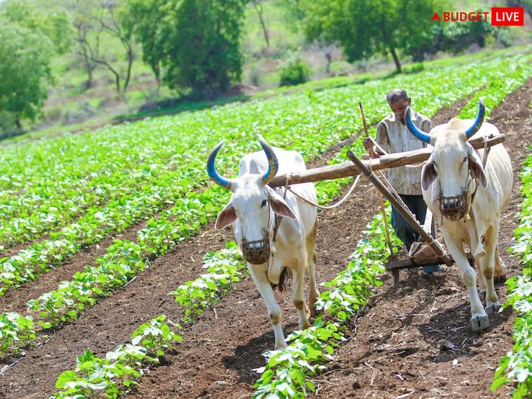 Budget 2023: PM Pranam Yojana Announced To Promote Alternative Fertilizers