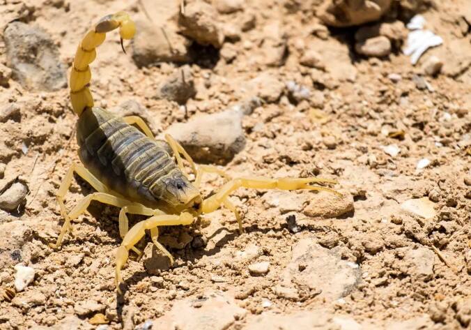 Deathstalker Scorpion Venom : या विंचूमध्ये क्लोरोटॉक्सिन (Chlorotoxin) नावाचं विष आढळतं. हे विष जर तुमच्या शरीरामध्ये गेलं तर यामुळे भयंकर वेदना होतात, ज्या सहन करणं अशक्य असतं.