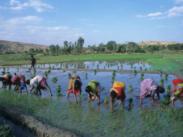Union Budget 2023: Agriculture credit target has been increased to Rs 20 lakh crore for FY24. Special focus will be on animal husbandry, dairy, and fisheries. (Image: Getty)
