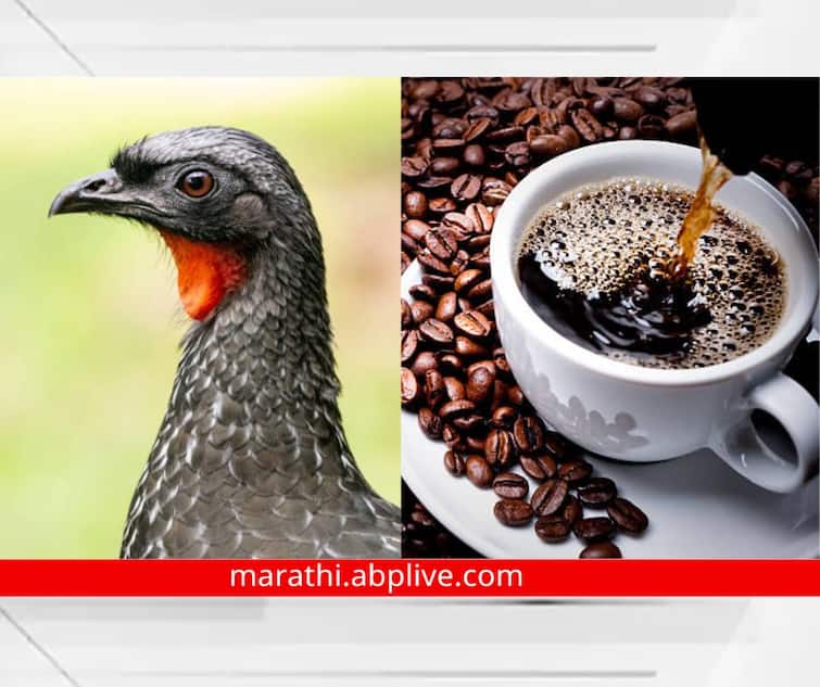 World s Most Expensive Coffee made from potty of jacu bird World's Most Expensive Coffee : 'या' पक्षाच्या विष्ठेपासून बनते जगातील सर्वात महागडी कॉफी, एक किलोची किमत iPhone एवढी