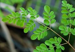 Moringa leaves : முருங்கைக்கீரை சாப்பிடுவதால் இவ்வளவு நன்மைகளா...?