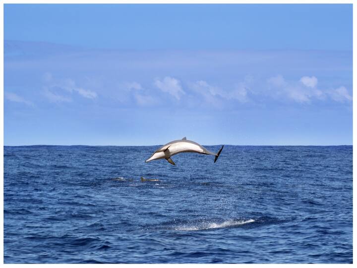 पृथ्वी के लगभग 70 फीसदी हिस्से पर पानी है. दुनिया में कुल 5 महासागर है. कहा जाता है कि महासागरो के शुरुआती और अंतिम छोर का पता लगाना मुश्किल है. लेकिन दुनिया में एक जगह ऐसी भी है जहां दो महासागरों को मिलते हुए न केवल साफ तौर पर देखा जा सकता है, बल्कि दोनों के पानी की भी अलग अलग पहचान की जा सकती है.