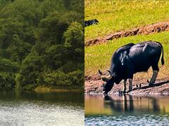 A Peek Into The Wilderness Of Kerala's Thekkady Lake