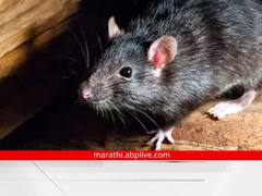 'या' देशात उंदीर पाळायचा असल्यास घ्यावी लागते सरकारची परवानगी, येथे उंदीर मारणे आहे बेकायदेशीर