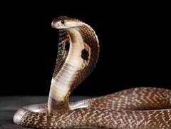 Mahashivratri 2023:  ਜੇਕਰ ਮਹਾਸ਼ਿਵਰਾਤਰੀ ਤੋਂ ਪਹਿਲਾਂ ਤੁਹਾਨੂੰ ਸੁਪਨੇ 'ਚ ਨਜ਼ਰ ਆਉਂਦੀਆਂ ਇਹ ਚੀਜ਼ਾਂ, ਤਾਂ ਤੁਹਾਡੇ 'ਤੇ ਹੋਵੇਗੀ ਭੋਲੇਨਾਥ ਦੀ ਕਿਰਪਾ